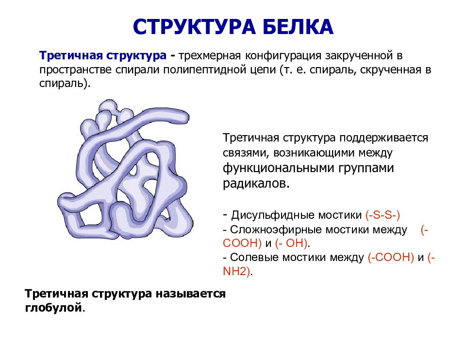 Особенности внутреннего строения белки. Третичная структура белка дисульфидные связи. Третичная структура белка строение. Третичная структура белка это структура. Третичная структура белка s-s связь.