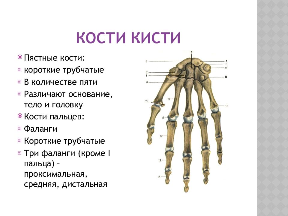 Кости в запястье руки. Фаланги пальцев кости пясти кости запястья. Строение пястной кости кисти. Кости верхней конечности анатомия кисть. Основание 1 пястной кости кисти.