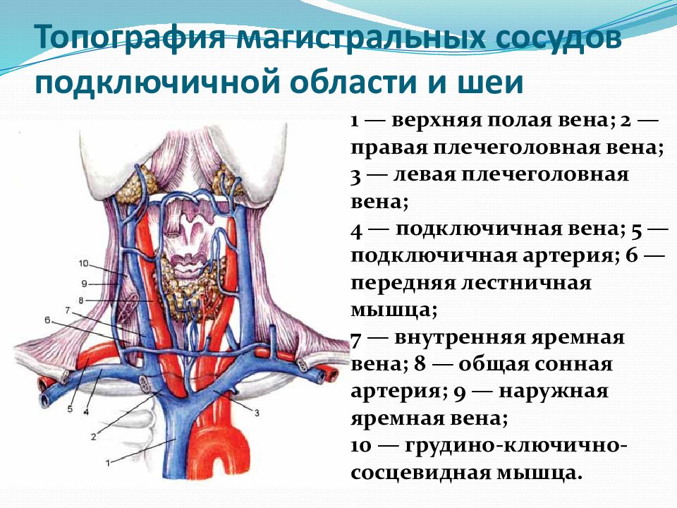 Вены шеи анатомия схема