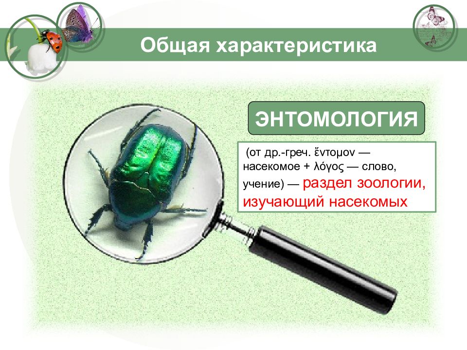 Зоология изучающая насекомых. Раздел зоологии изучающий насекомых. Класс насекомые общая характеристика. Методы изучения насекомых. Что общего у насекомых.