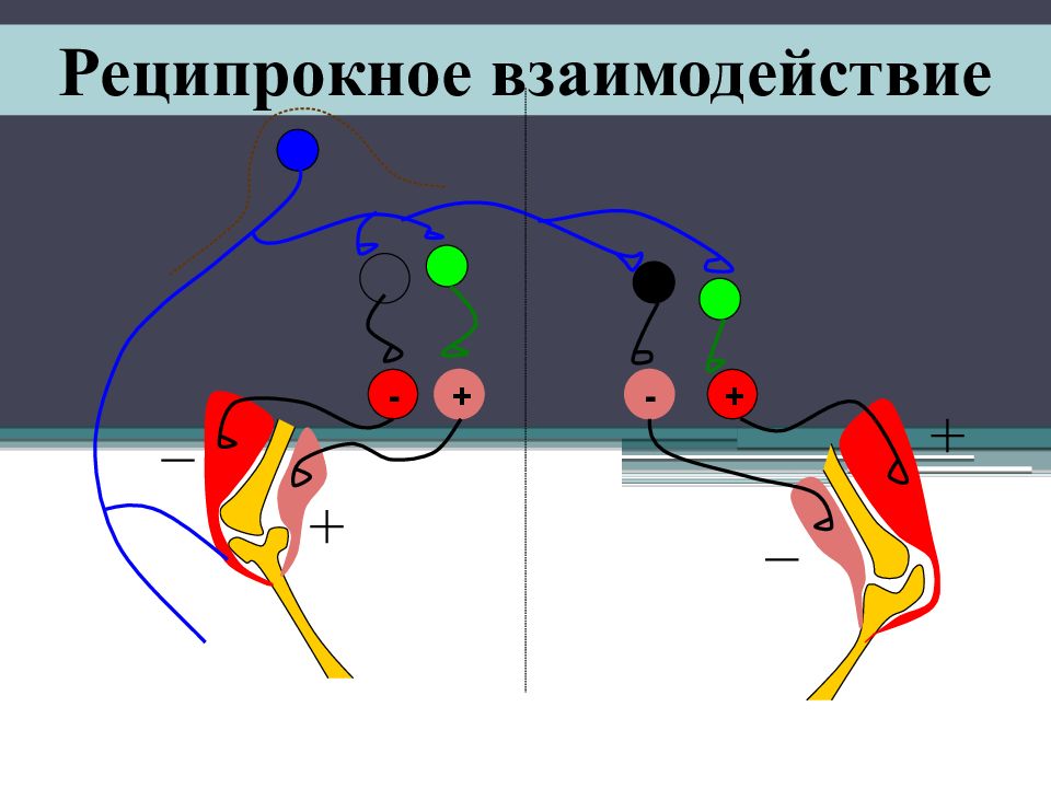 Физиология цнс презентация