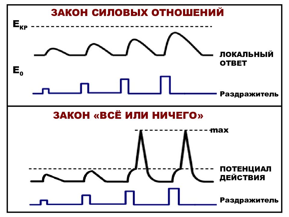 Локальный закон. Закон силовых отношений. Закон все или ничего. Закон силовых отношений физиология. Закон всё или ничего в физиологии.