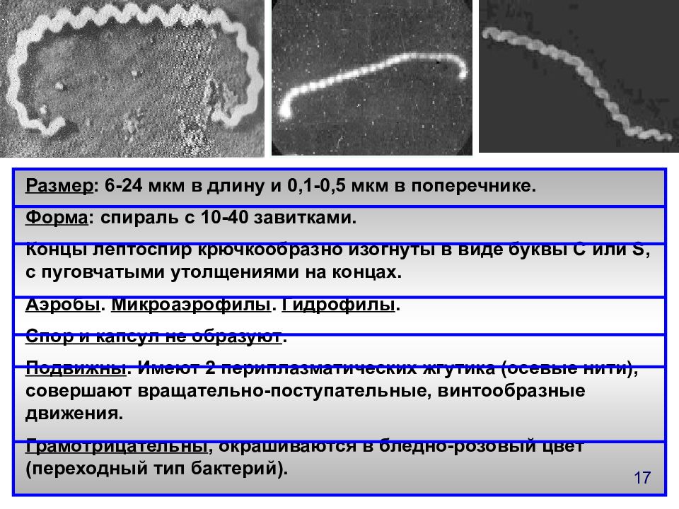 Лептоспироз гепатит