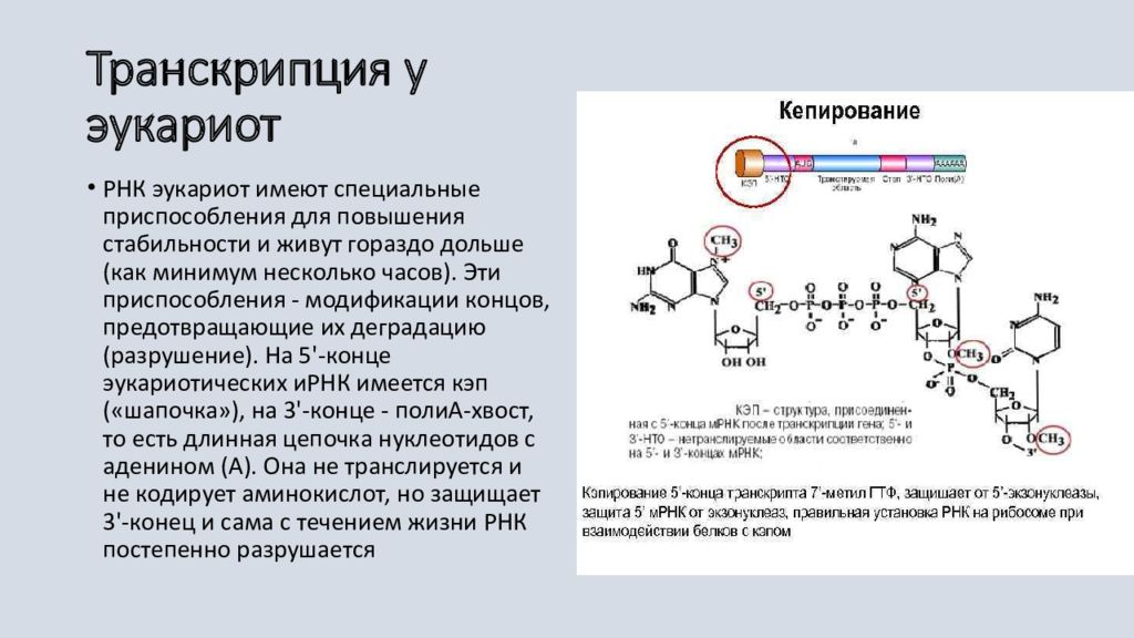 Особенности транскрипции у эукариот