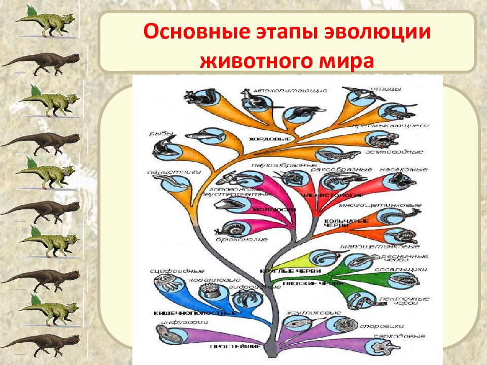 Рассмотри схему отражающую развитие животного мира земли