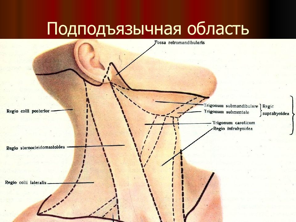 Проекции шеи. Поднижнечелюстной треугольник область шеи. Подбородочный треугольник шеи топографическая анатомия. Поднижнечелюстной треугольник Пирогова. Каротидный треугольник шеи.