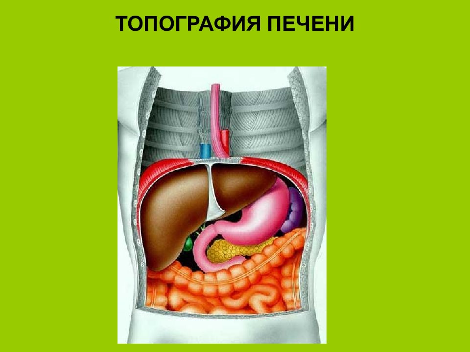 Топография печени. С какой стороны находится печень.