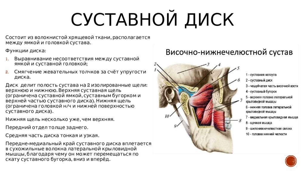 Суставной диск