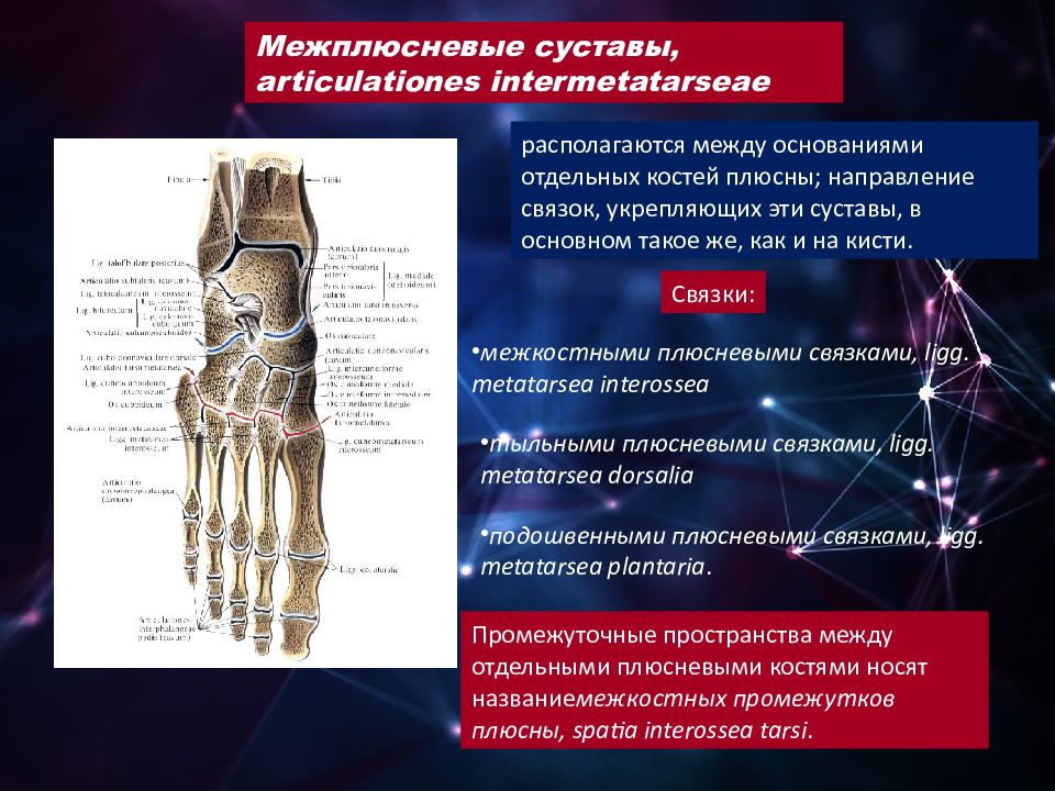 Артрология анатомия презентация