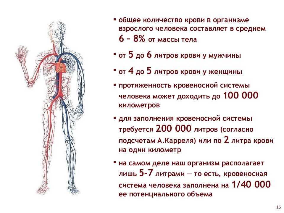 Где вырабатывается кровь. Объем крови у взрослого человека в норме составляет. Объем лимфы в организме человека составляет. Объем крови человека литров. Общее количество крови в организме человека составляет.