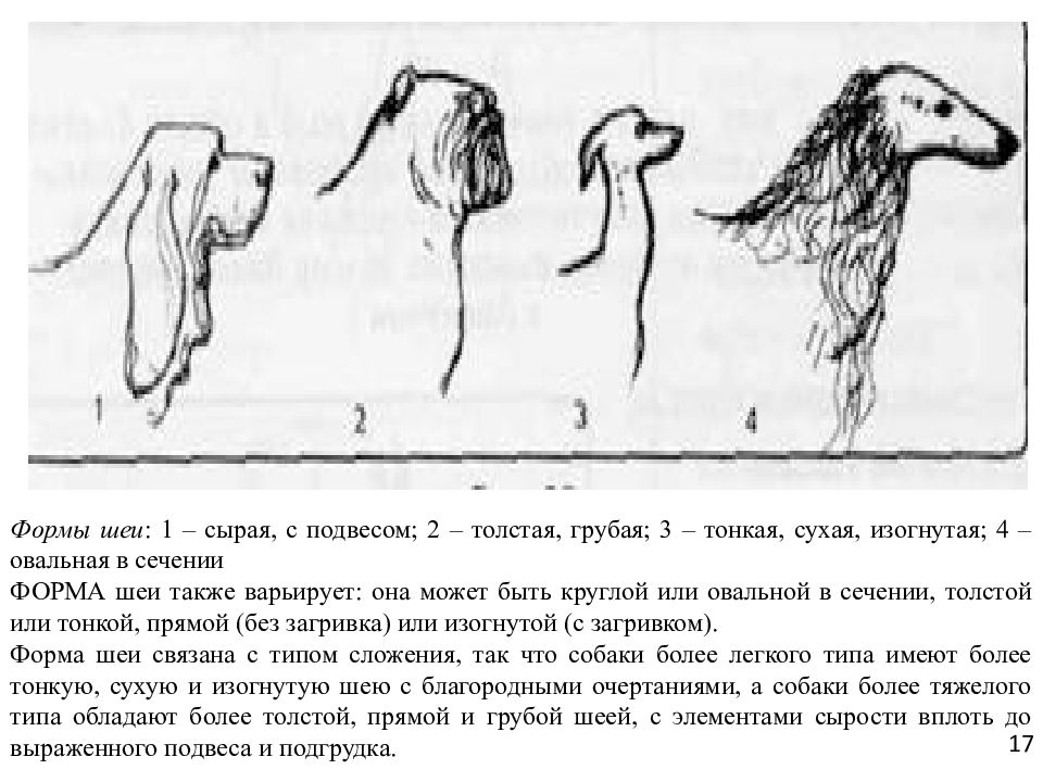 Схема описания собаки по экстерьеру