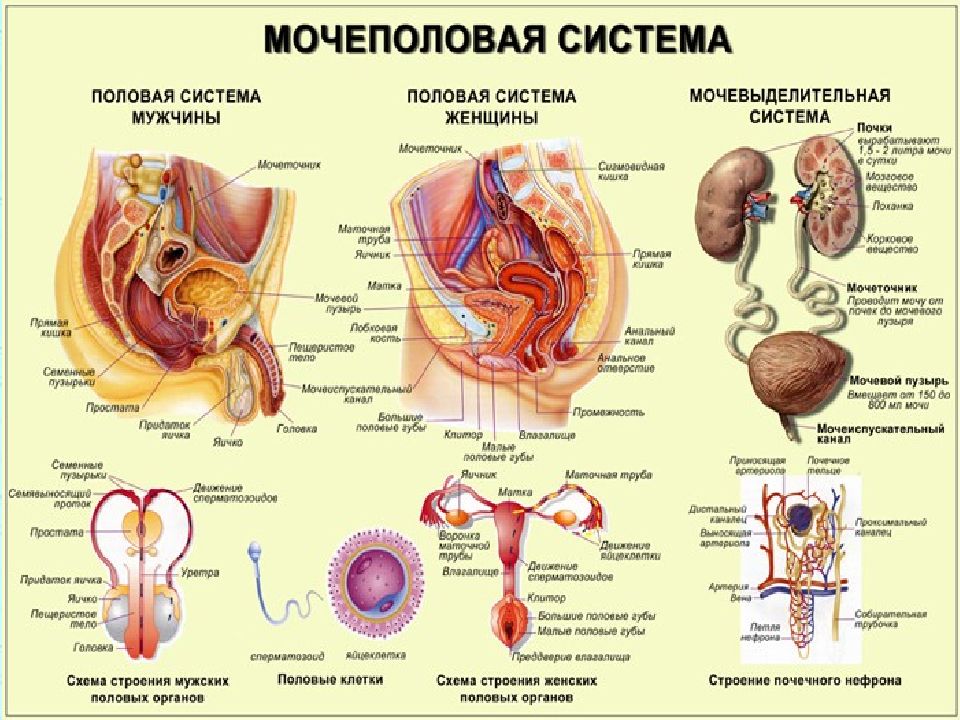 Схема половой системы женщины