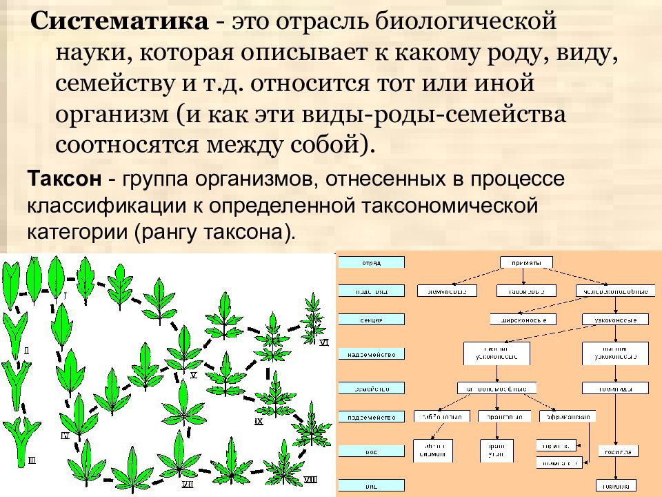 Признаки таксономических групп. Систематика. Систематика растений. Принципы систематики организмов. Систематика в биологии.