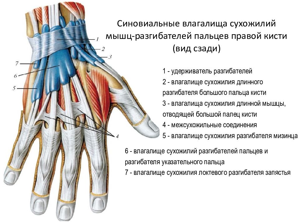 Мышцы пальцев. Удерживатель мышц сгибателей кисти. Синовиальные влагалища сухожилий сгибателей кисти. Синовиальные влагалища сухожилий верхней конечности. Сухожилия разгибателей кисти анатомия.