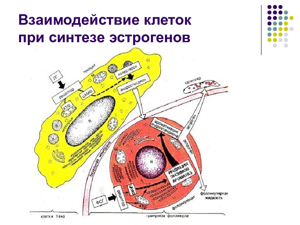 Взаимодействие клеток