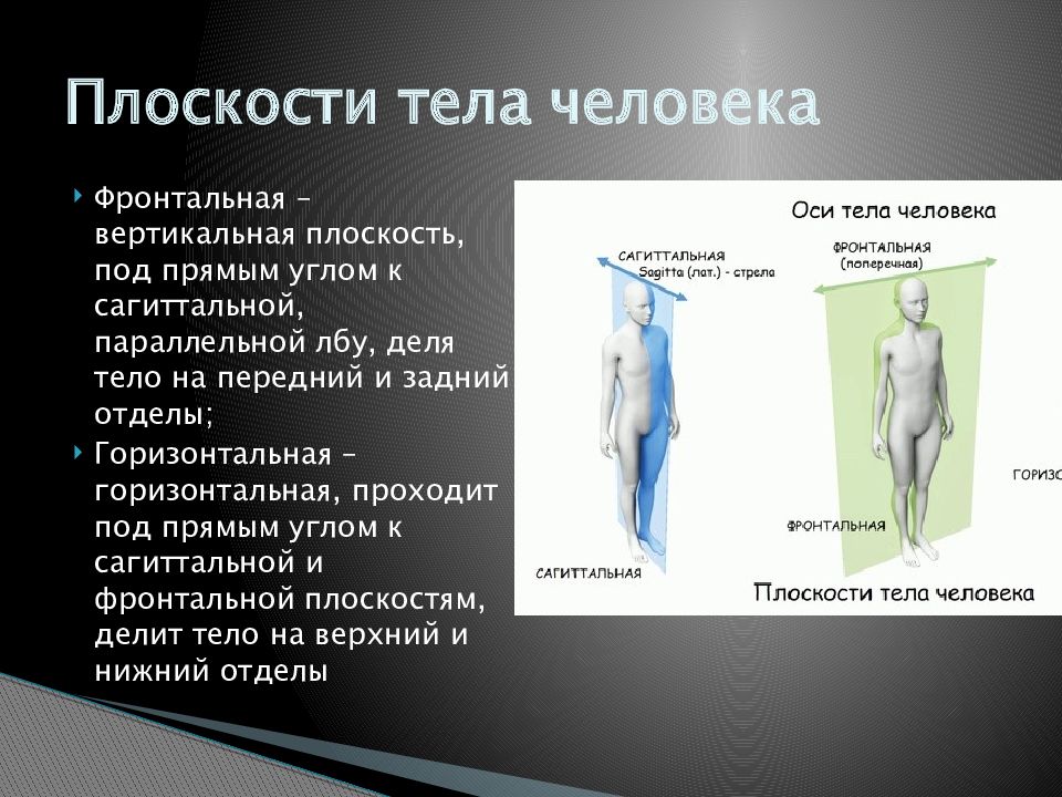 Фронтальная плоскость тела. Плоскости человеческого тела. Сагиттальная плоскость тела. Фронтальная сагиттальная и вертикальная оси. Горизонтальная плоскость тела человека.