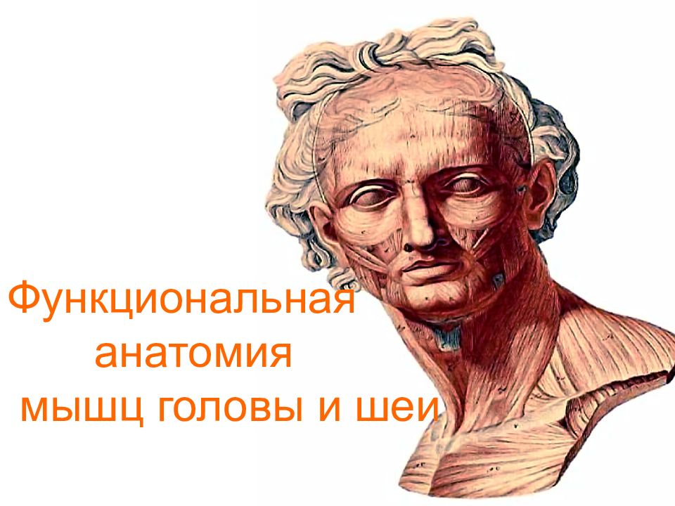 Функциональная анатомия мышц головы и шеи