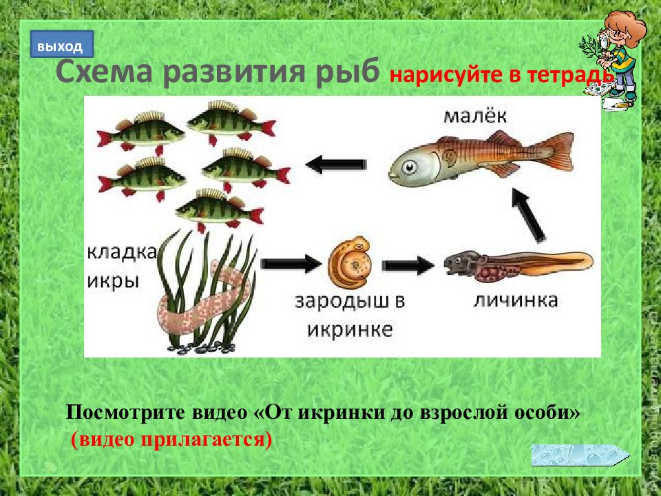 Размножение рыб презентация