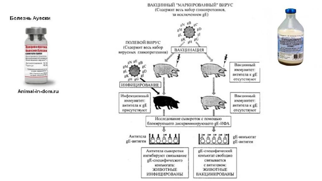 Болезнь тешена. Возбудитель болезни Ауески у животных. Дифференциальный диагноз болезни Ауески. Возбудитель Ауески свиней. Болезнь Ауески Ветеринария собаки.