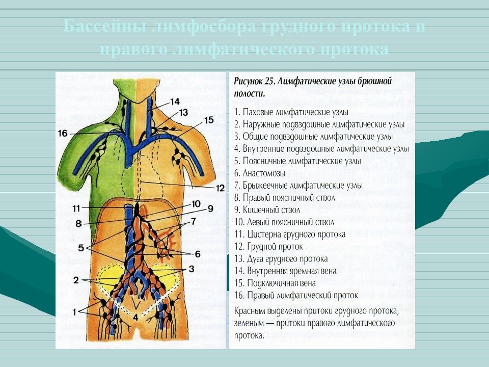 Лимфоузлы на пояснице. Лимфатические сосуды и узлы брюшной полости. Лимфатические узлы брюшной полости анатомия. Анатомия лимфатической системы грудной полости. Схема расположения лимфатических протоков.
