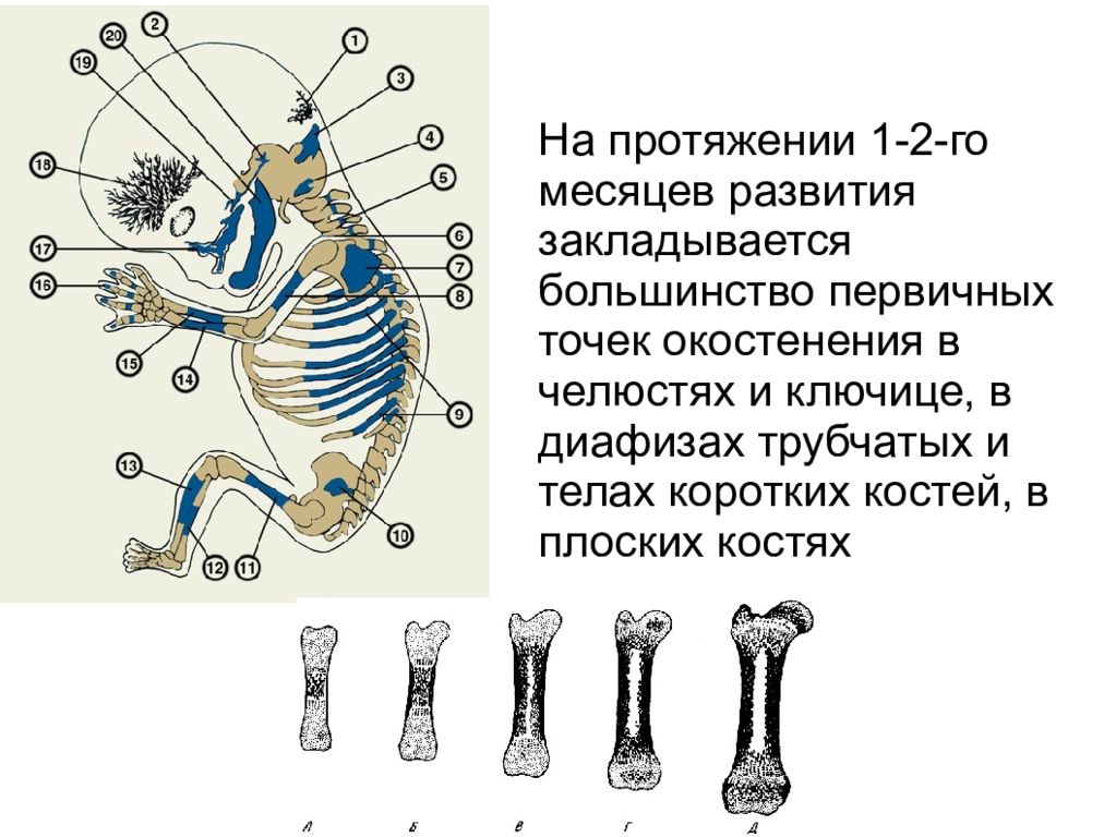 Стадии костей. Сроки окостенения скелета. Первичная точка окостенения в трубчатой кости. Сроки окостенения скелета человека. Перепончатая стадия развития костей.