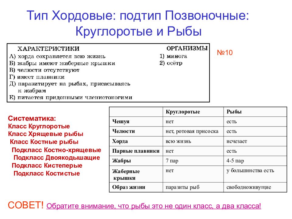 Тип хордовые презентация егэ