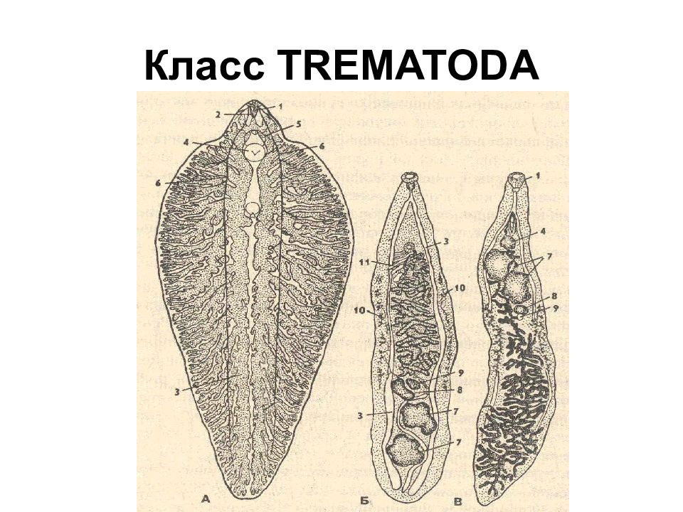 Моллюск печеночного сосальщика. Плоские черви трематоды. Сосальщики паразиты человека. Строение трематод Ветеринария.