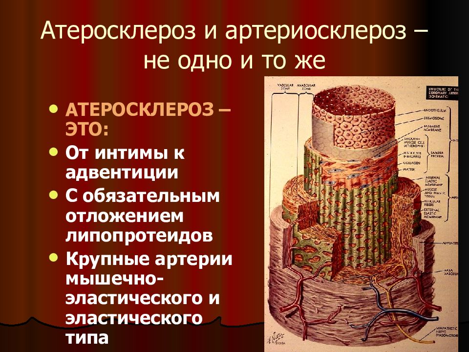 Адвентиция это. Функции адвентиции. Органы покрыты адвентицией. Толщина адвентиции. Адвентиция у каких органов.