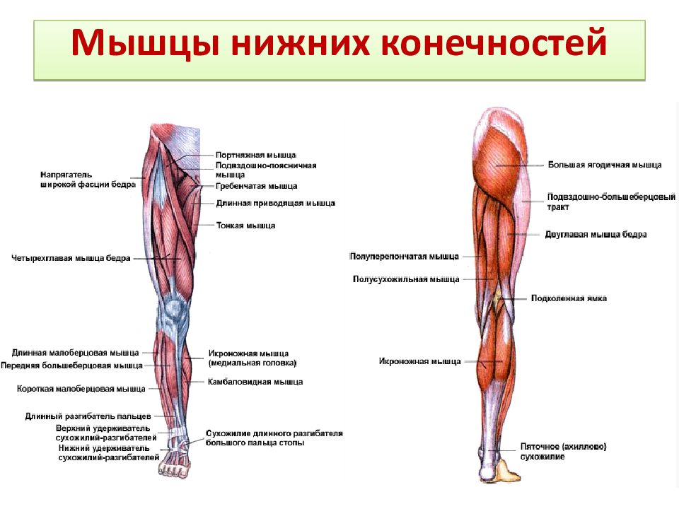 Мышцы нижних конечностей стопы. Мышцы верхних конечностей и нижних конечностей анатомия. Мышцы сгибатели нижних конечностей. Мышцы верхних конечностей анатомия кратко.