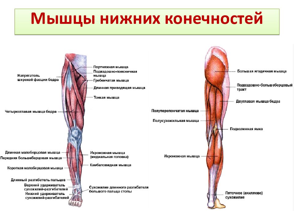 Мышцы и фасции бедра