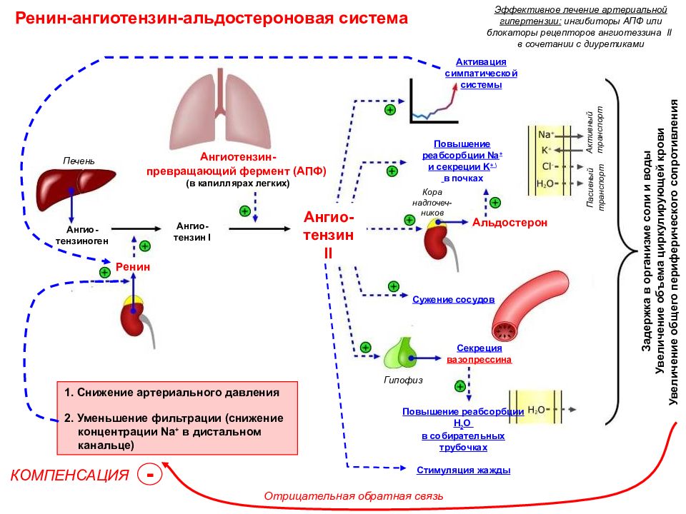 Ренин ангиотензин альдостероновая система физиология схема