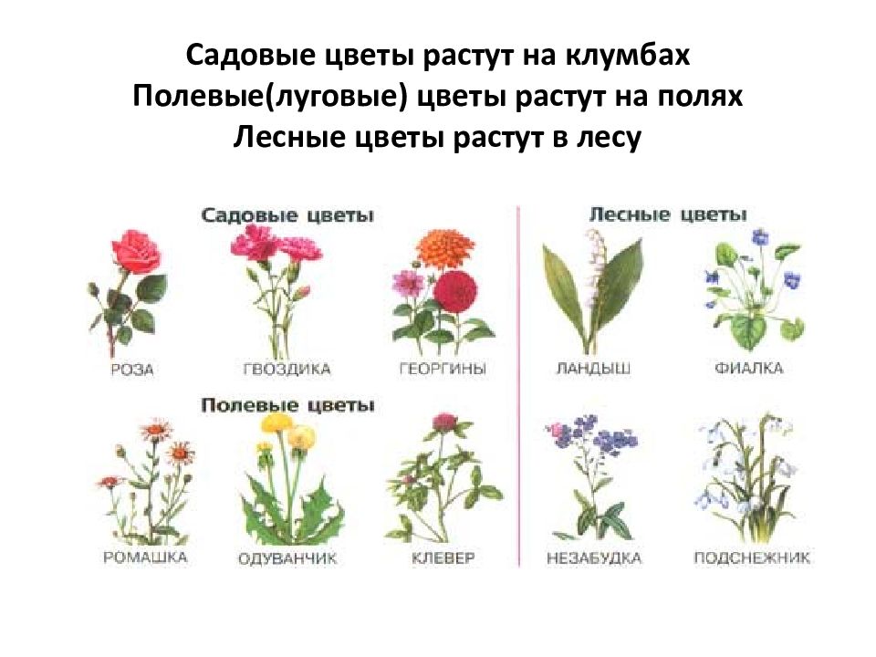 Каких цветов бывают растения