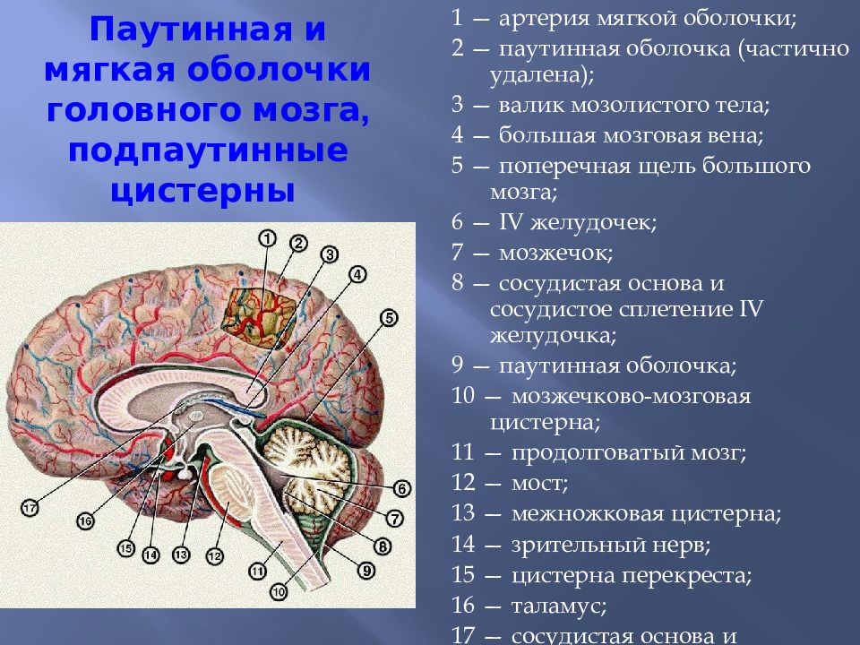 Мягкая оболочка. Цистерны паутинной оболочки. Цистерны паутинной мозговой оболочки. Валик мозолистого тела головного мозга. Производные паутинной оболочки головного мозга.