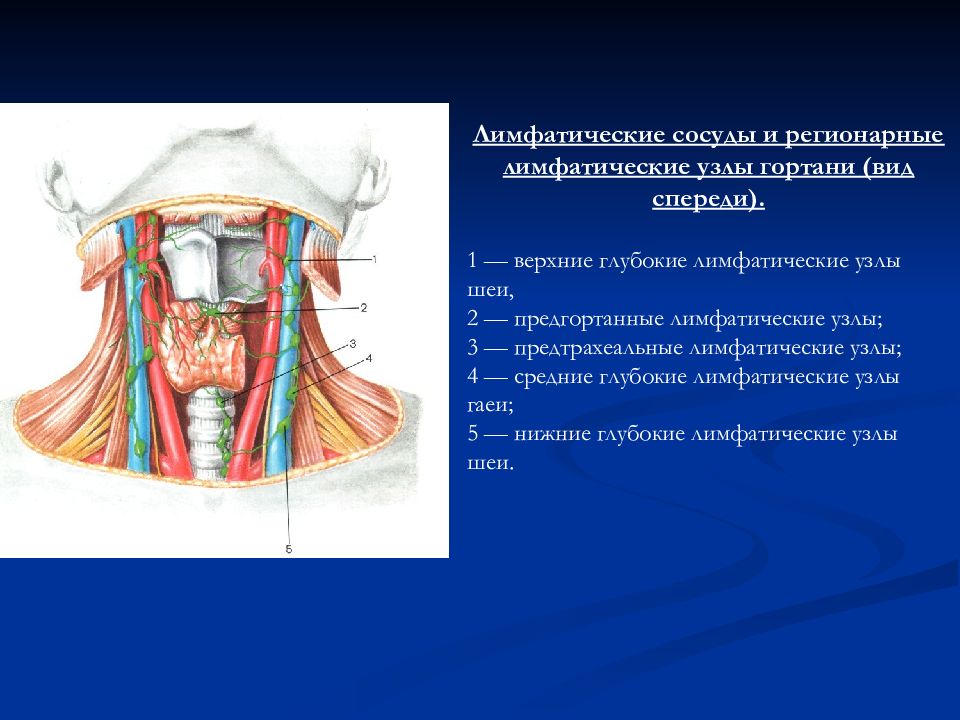 Анатомия шеи человека в картинках с описанием органов