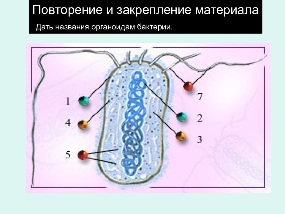 Биология технологическая карта урока бактерии