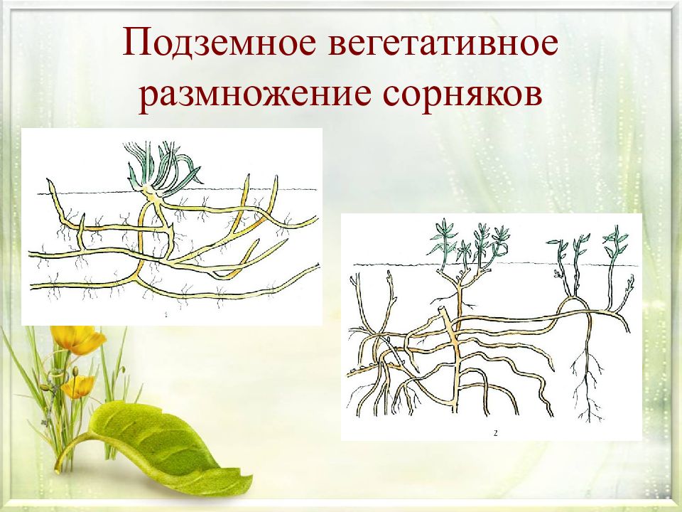 Вегетативное. Колос вегетативное размножение. Вегетативное размножение розоцветных. Размножение тростника вегетативное. Вегетативное размножение растений пырей.