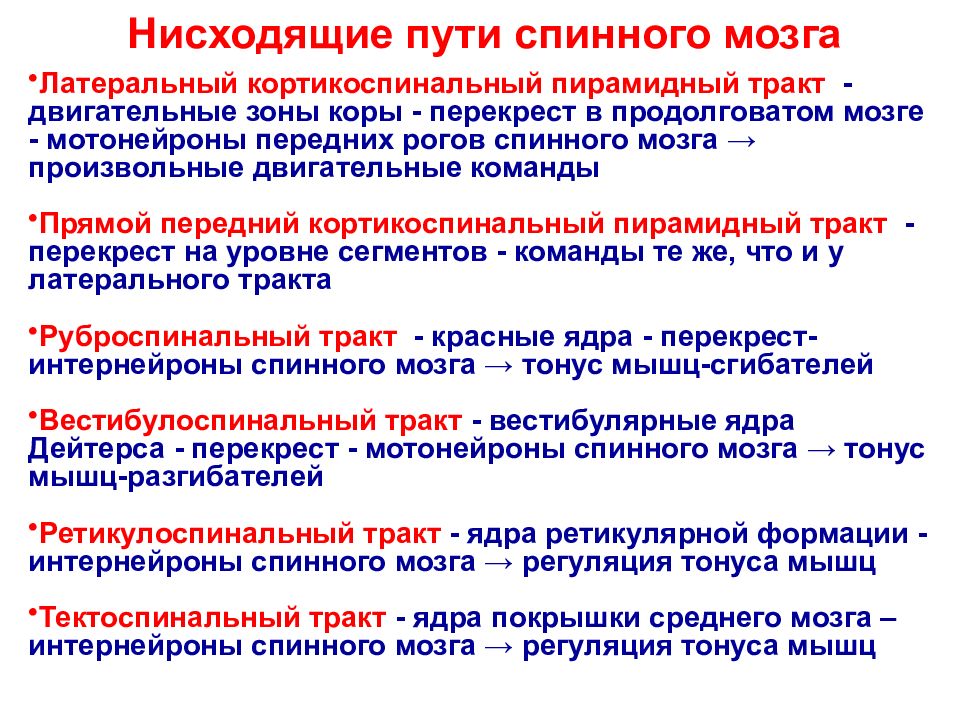 Схема восходящих и нисходящих путей спинного мозга