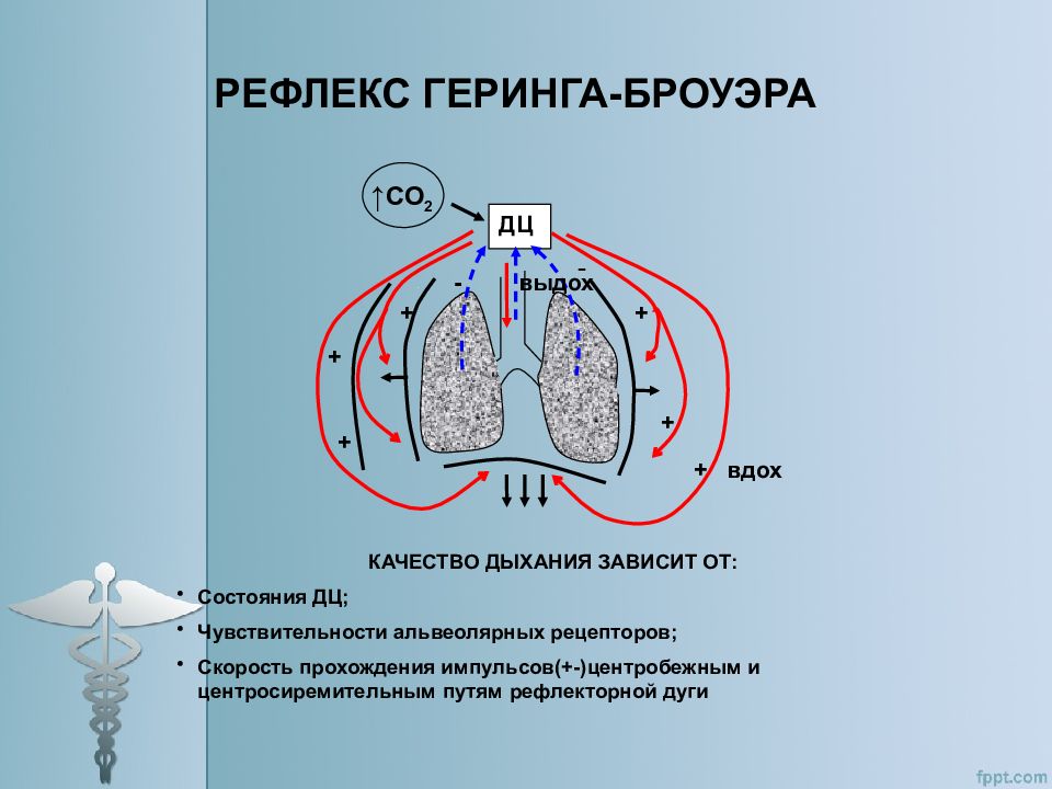 Рефлекс геринга брейера схема