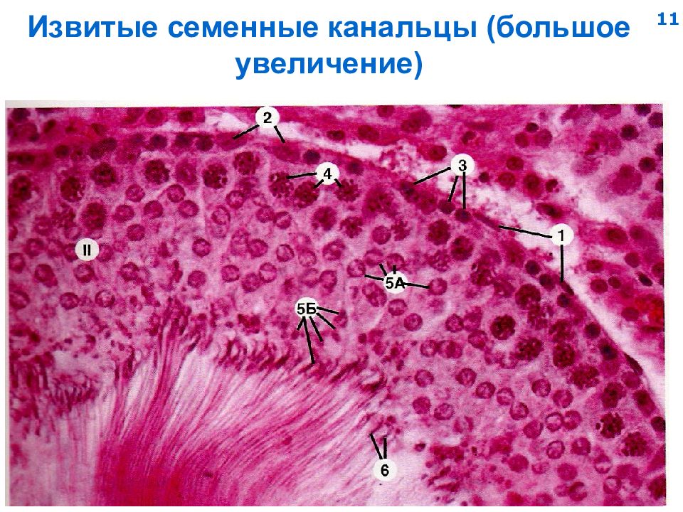 Половая система гистология презентация