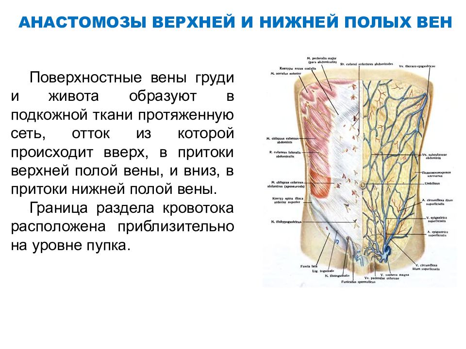 Вены в животе схема