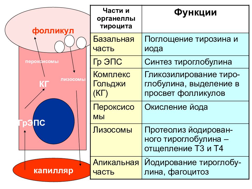 Компоненты лизосом. Функции лизосом и пероксисом. Классификация, строение и функции лизосом и пероксисом.. Пероксисомы строение и функции. Классификация лизосом и пероксисом.