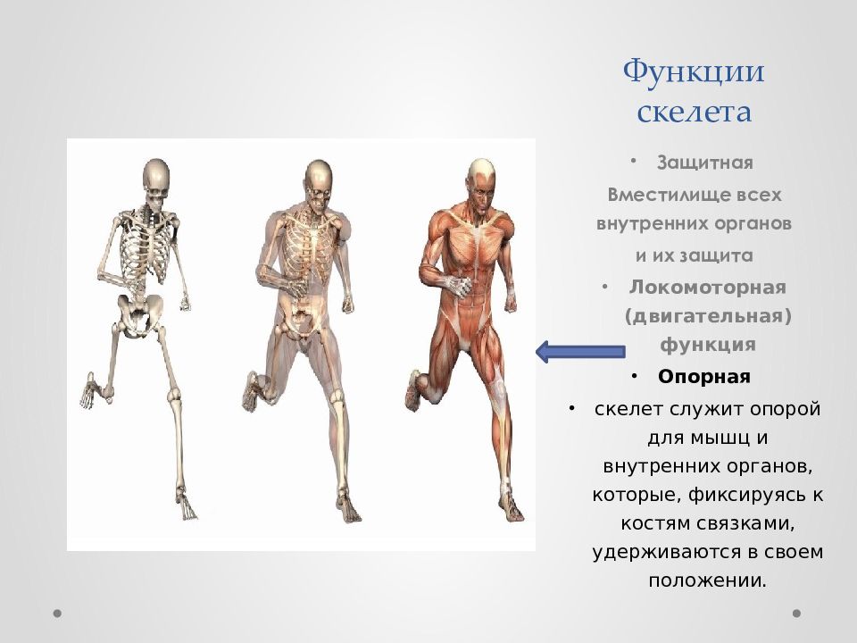 Строение скелета (отделы и функции). Основные функции костей скелета. Функции скелета опорная защитная. Двигательная функция скелета.