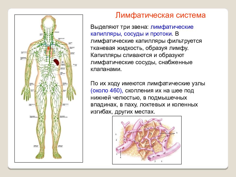 Схема лимфатических сосудов человека