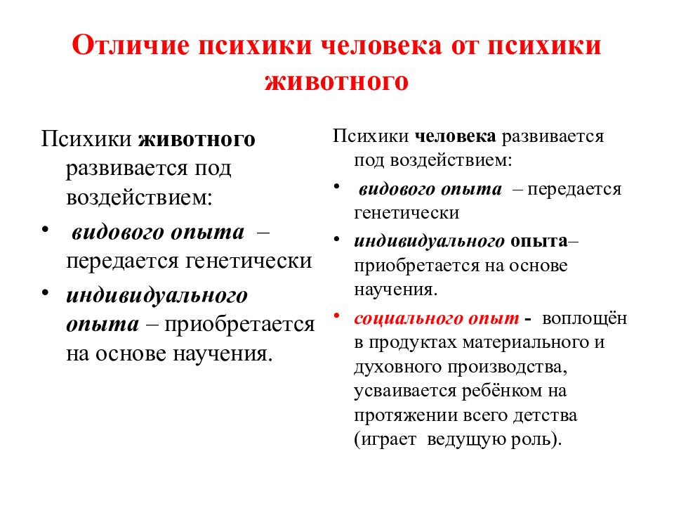 Психика человека отличается от психики животного. Различия психики животных и человека. Отличие сознания человека от психики животных.