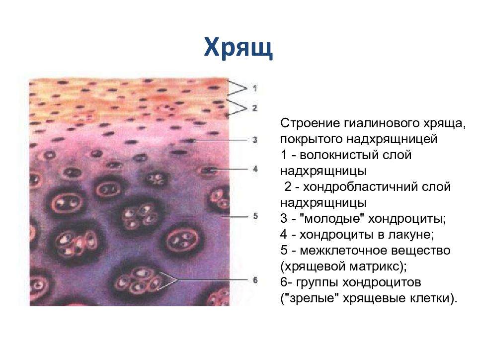 Хрящ. Гиалиновая хрящевая ткань строение. Гиалиновый хрящ хондробласты. Гиалиновый хрящ структура.