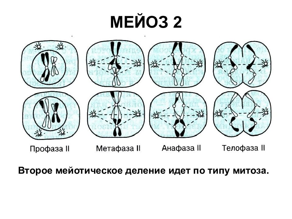 Мейоз 2 картинки