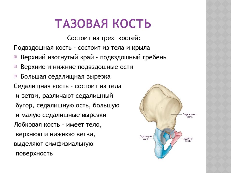 Подвздошная кость нижней конечности. Подвздошная кость анатомия человека. Тазовая кость. Тазовая кость подвздошная кость. Тазовая кость состоит из.