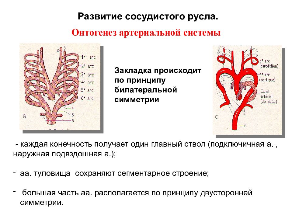 Развитие кровообращения. Формирование кровеносных сосудов. Развитие артериальных сосудов. Источники развития артерий.