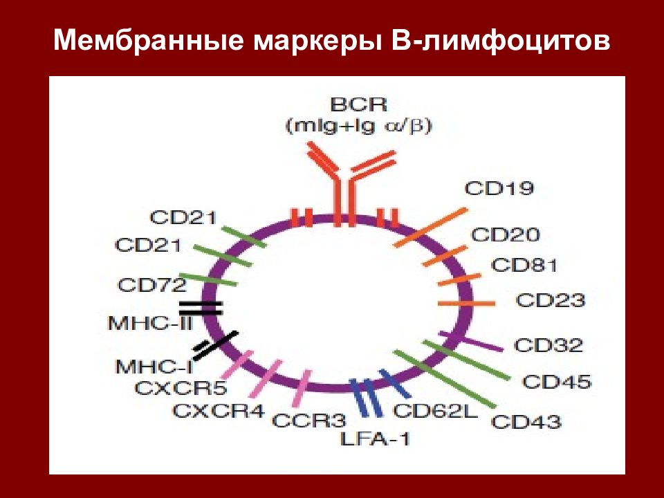 Cd т лимфоцитов. Мембранные маркеры т лимфоцитов. Поверхностные маркеры т лимфоцитов. Т лимфоциты CD маркеры. Поверхностные антигены лимфоцитов.