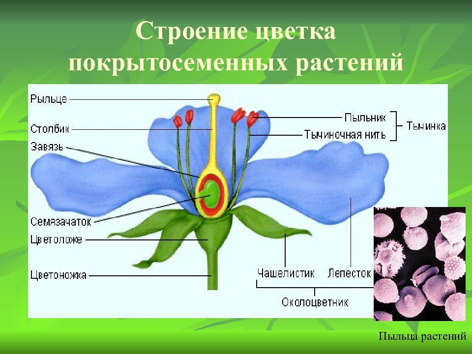 Цветок 7 класс. Строение цветковых покрытосеменных растений. Строение цветка покрытосеменных. Строение плода цветка покрытосеменных растений. Органы покрытосеменных растений схема.